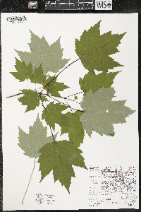 Acer rubrum var. rubrum image