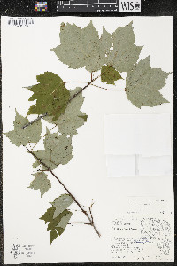 Acer rubrum var. rubrum image