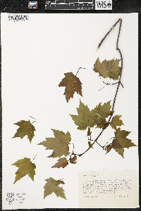 Acer rubrum var. rubrum image