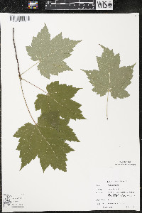 Acer rubrum var. rubrum image
