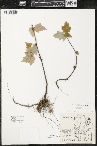 Acer rubrum var. rubrum image