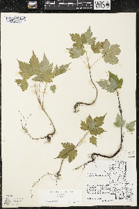 Acer rubrum var. rubrum image