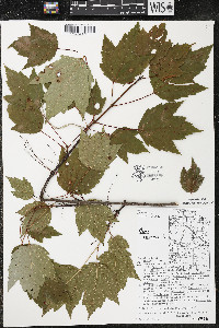 Acer rubrum var. rubrum image