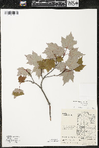 Acer rubrum var. rubrum image