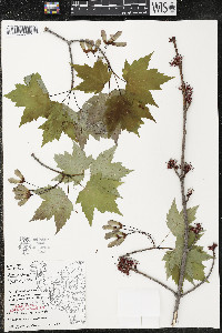 Acer rubrum var. rubrum image