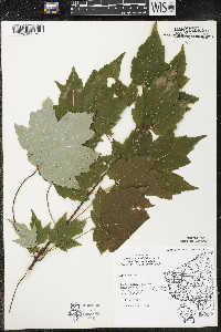 Acer rubrum var. rubrum image