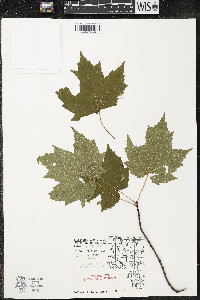 Acer rubrum var. rubrum image