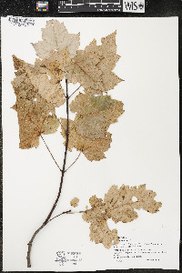 Acer rubrum var. rubrum image