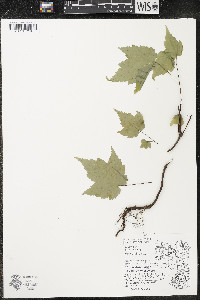 Acer rubrum var. rubrum image