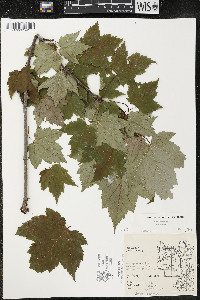 Acer rubrum var. rubrum image