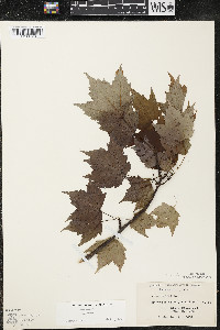 Acer rubrum var. rubrum image