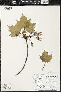Acer rubrum var. rubrum image