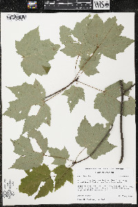 Acer rubrum var. rubrum image