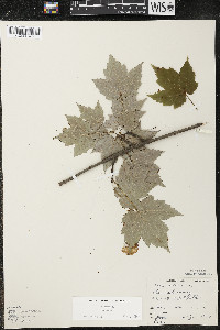 Acer rubrum var. rubrum image