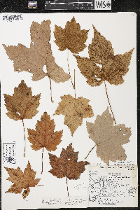 Acer rubrum var. rubrum image