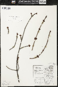 Acer rubrum var. rubrum image