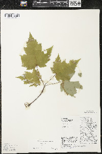 Acer rubrum var. rubrum image