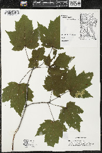 Acer rubrum var. rubrum image