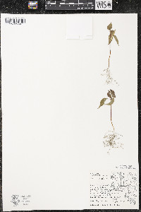 Acer rubrum var. rubrum image