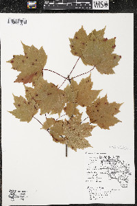 Acer rubrum var. rubrum image