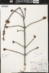 Acer rubrum var. rubrum image