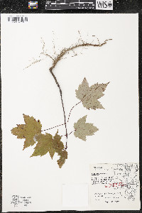 Acer rubrum var. rubrum image