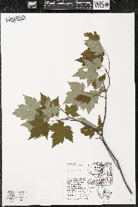 Acer rubrum var. rubrum image