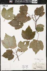 Acer rubrum var. rubrum image