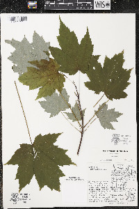 Acer rubrum var. rubrum image