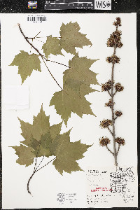 Acer rubrum var. rubrum image