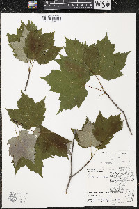 Acer rubrum var. rubrum image