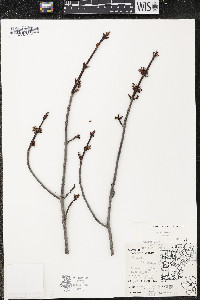 Acer rubrum var. rubrum image