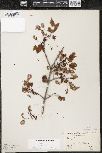 Acer rubrum var. rubrum image
