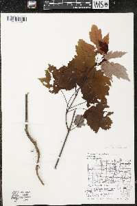 Acer rubrum var. rubrum image