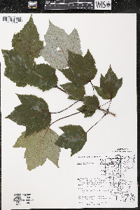 Acer rubrum var. rubrum image