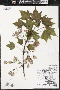 Acer rubrum var. rubrum image