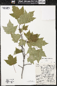 Acer rubrum var. rubrum image