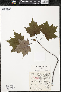 Acer rubrum var. rubrum image