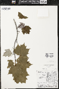 Acer rubrum var. rubrum image