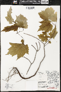 Acer rubrum var. rubrum image