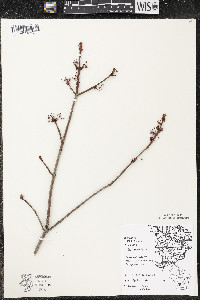 Acer rubrum var. rubrum image