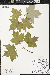 Acer rubrum var. rubrum image