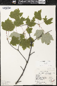 Acer rubrum var. rubrum image