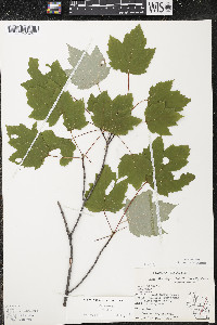 Acer rubrum var. rubrum image