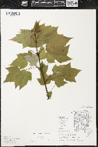 Acer rubrum var. rubrum image