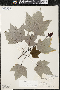 Acer rubrum var. rubrum image