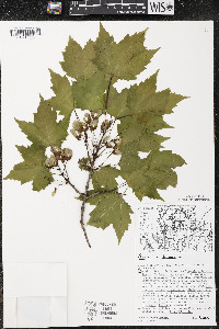 Acer rubrum var. rubrum image
