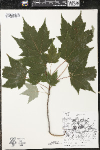 Acer rubrum var. rubrum image