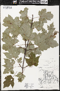 Acer rubrum var. rubrum image