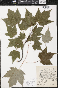 Acer rubrum var. rubrum image